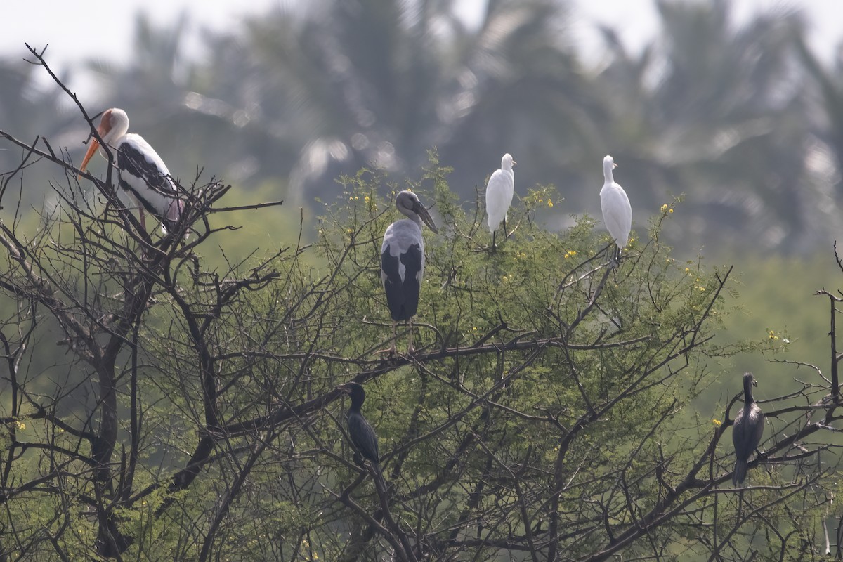 Asian Openbill - Ravi Jesudas