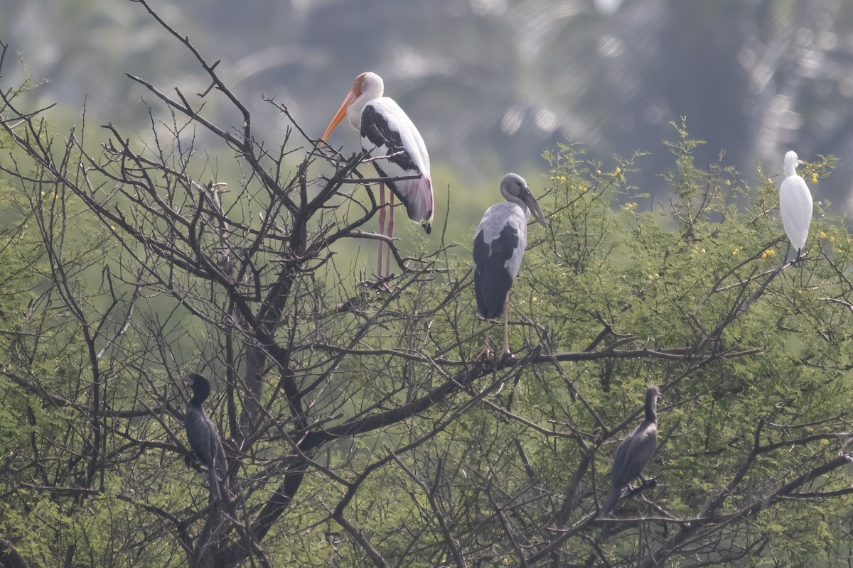 Painted Stork - ML612105934