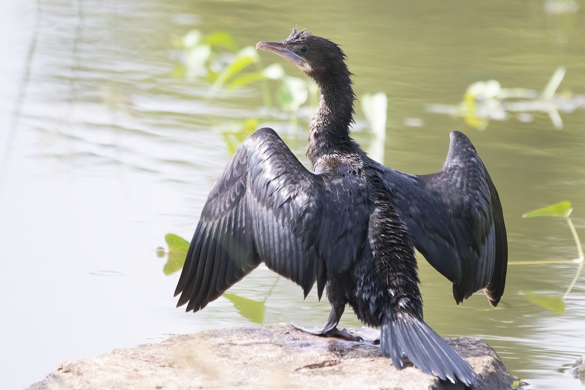 Little Cormorant - Ravi Jesudas