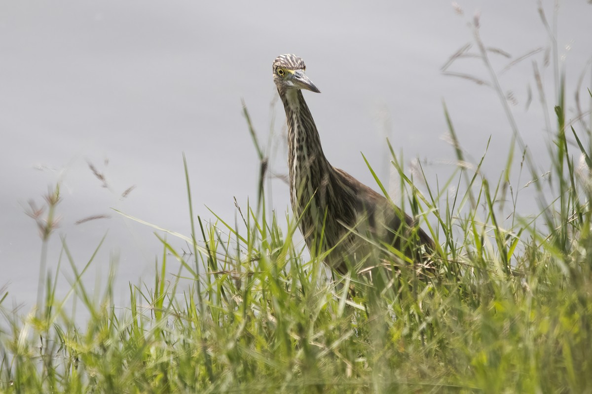 Indian Pond-Heron - Ravi Jesudas