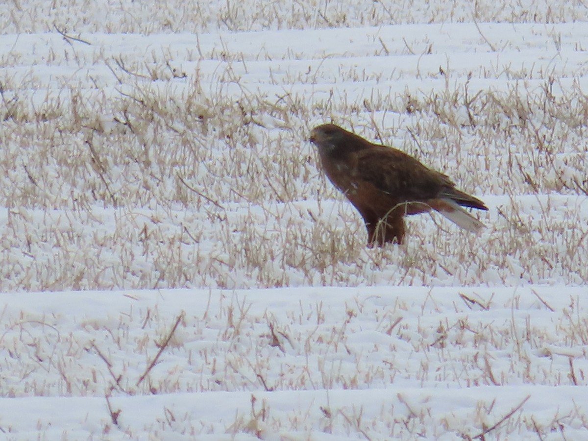 Ferruginous Hawk - ML612106006