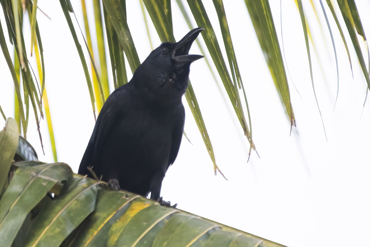 Large-billed Crow - ML612106023