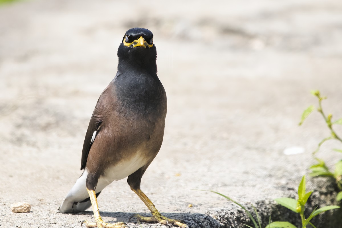 Common Myna - Ravi Jesudas