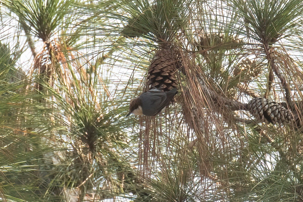 Brown-headed Nuthatch - Kalpesh Krishna
