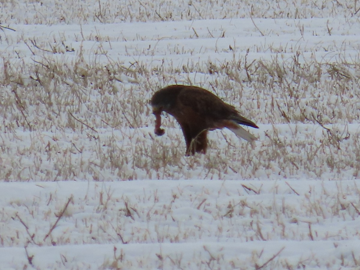 Ferruginous Hawk - Bryant Olsen