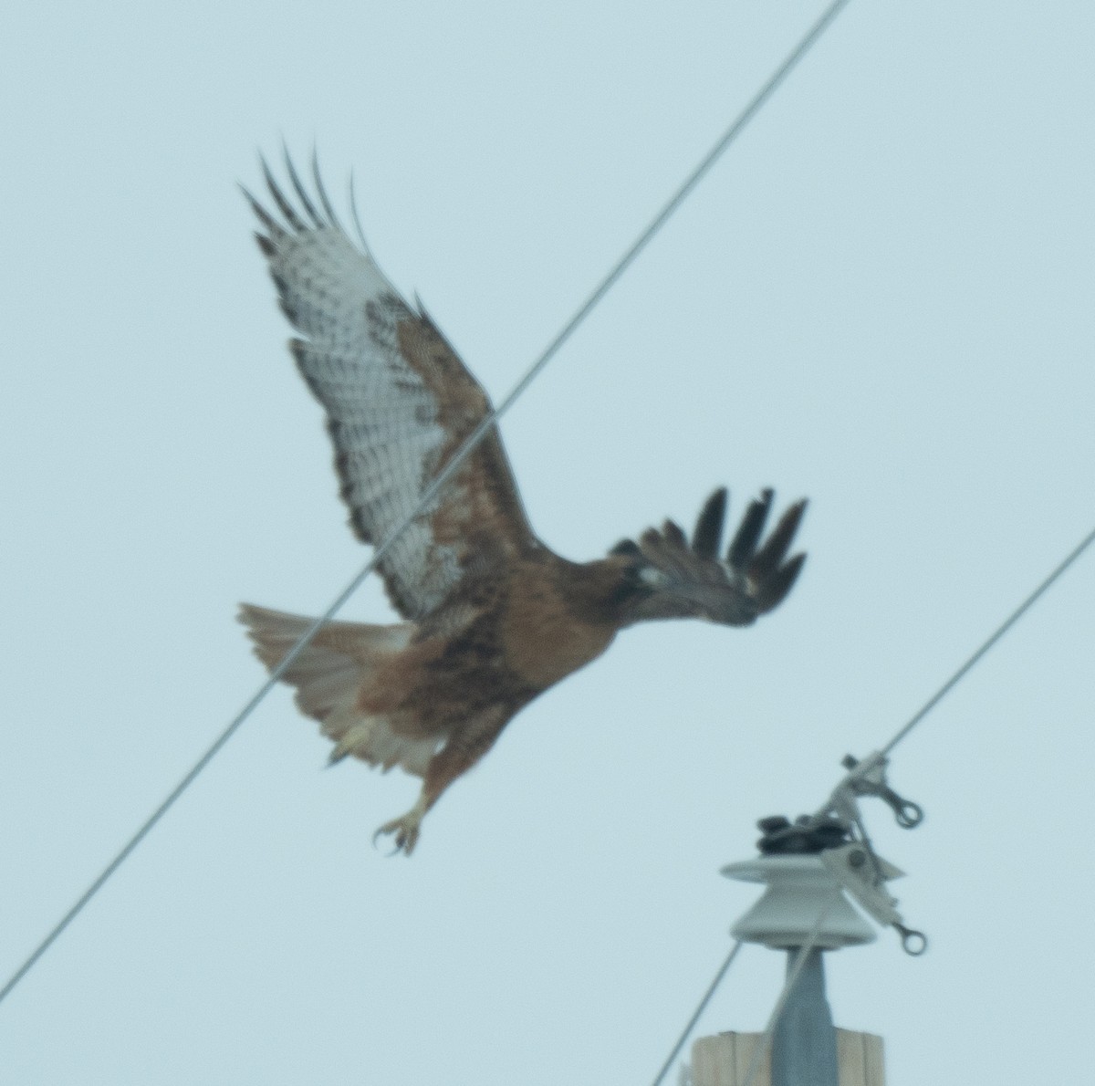 Red-tailed Hawk (calurus/alascensis) - ML612106096