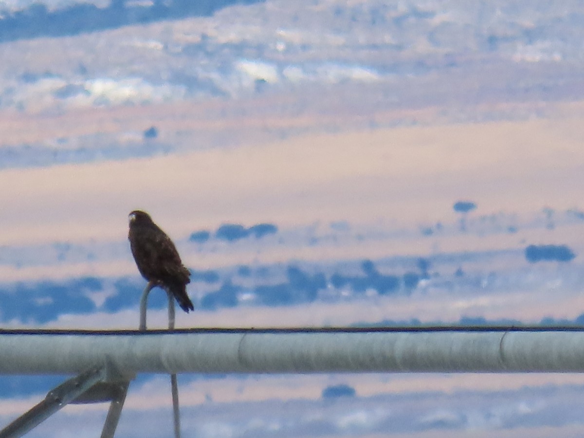 Rough-legged Hawk - ML612106104