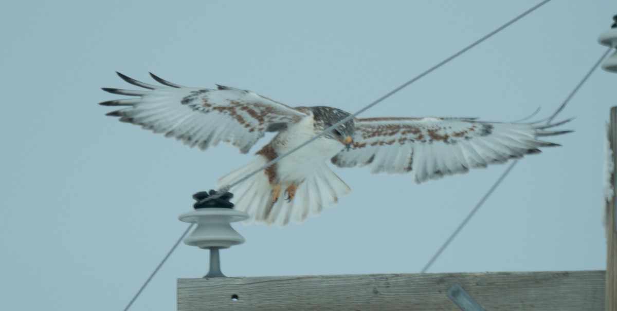 Ferruginous Hawk - ML612106126