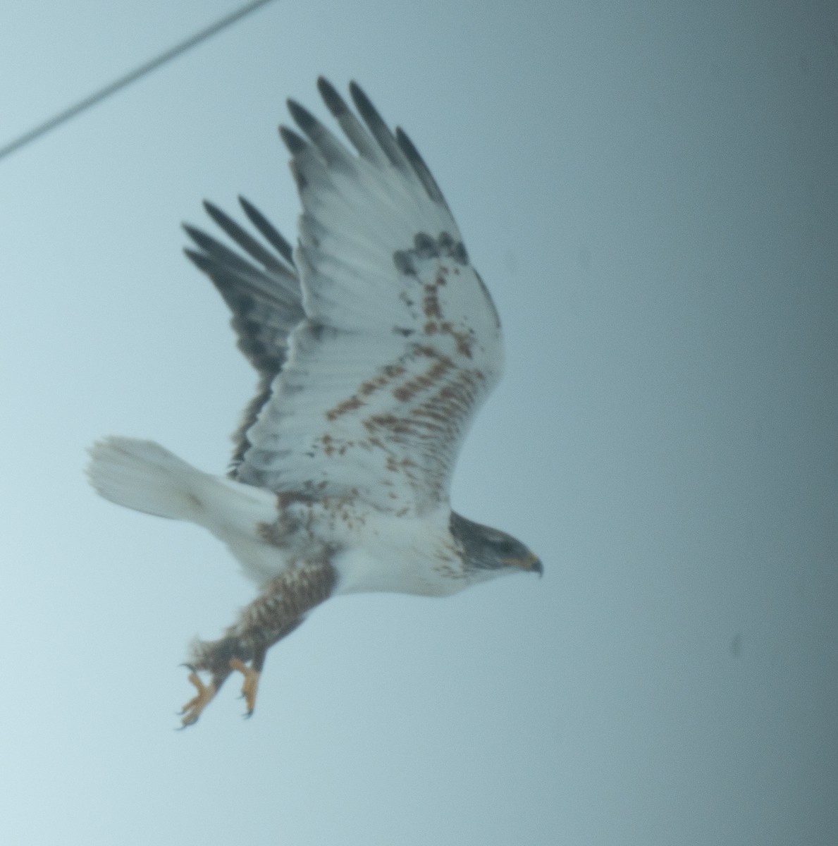 Ferruginous Hawk - ML612106128