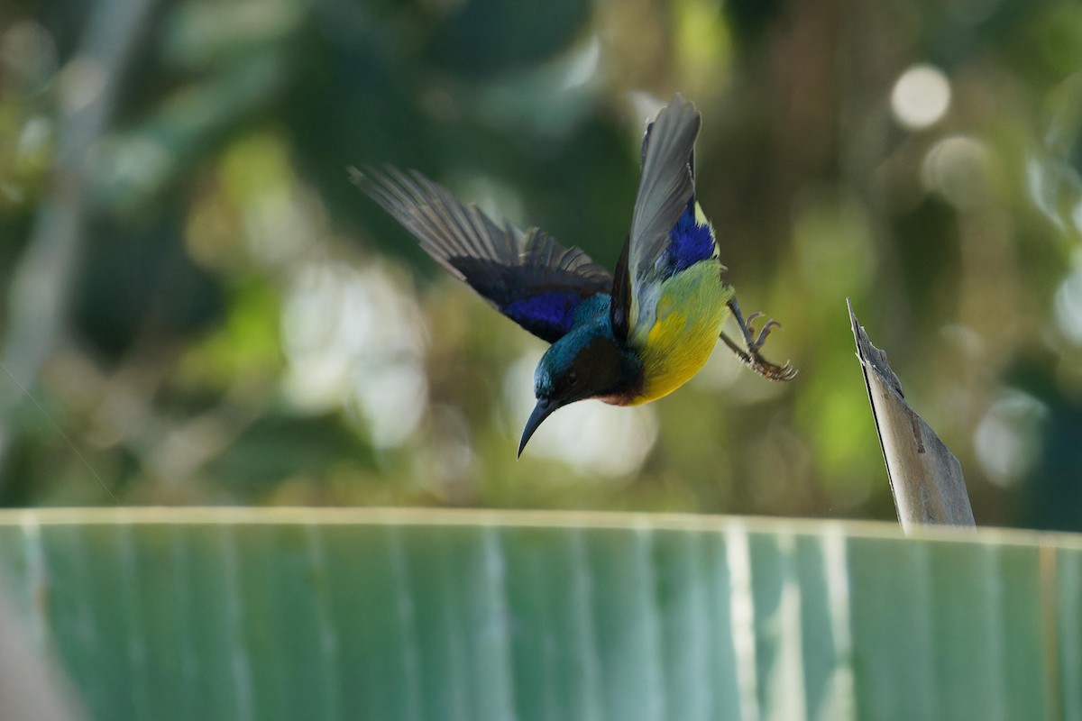 Brown-throated Sunbird - ML612106156