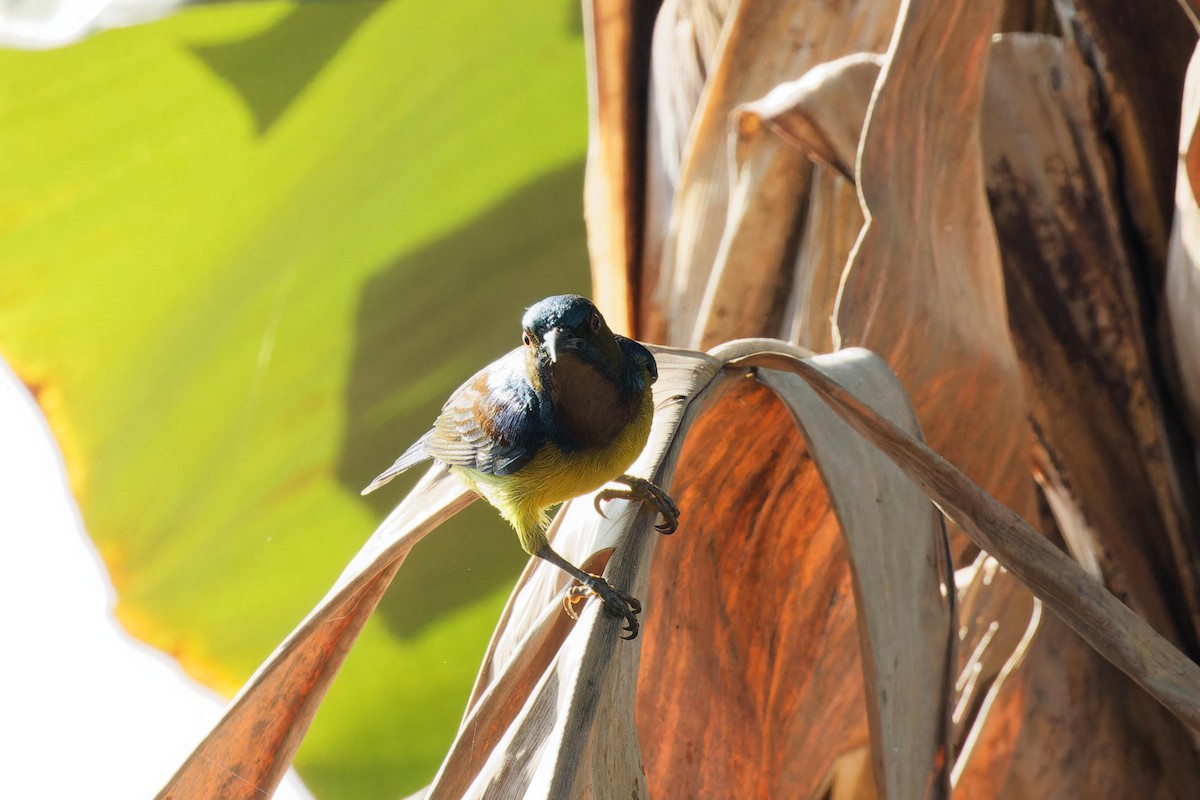 Brown-throated Sunbird - ML612106157