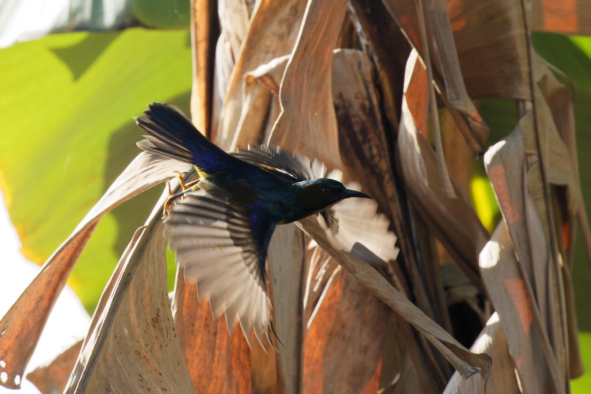 Brown-throated Sunbird - ML612106158