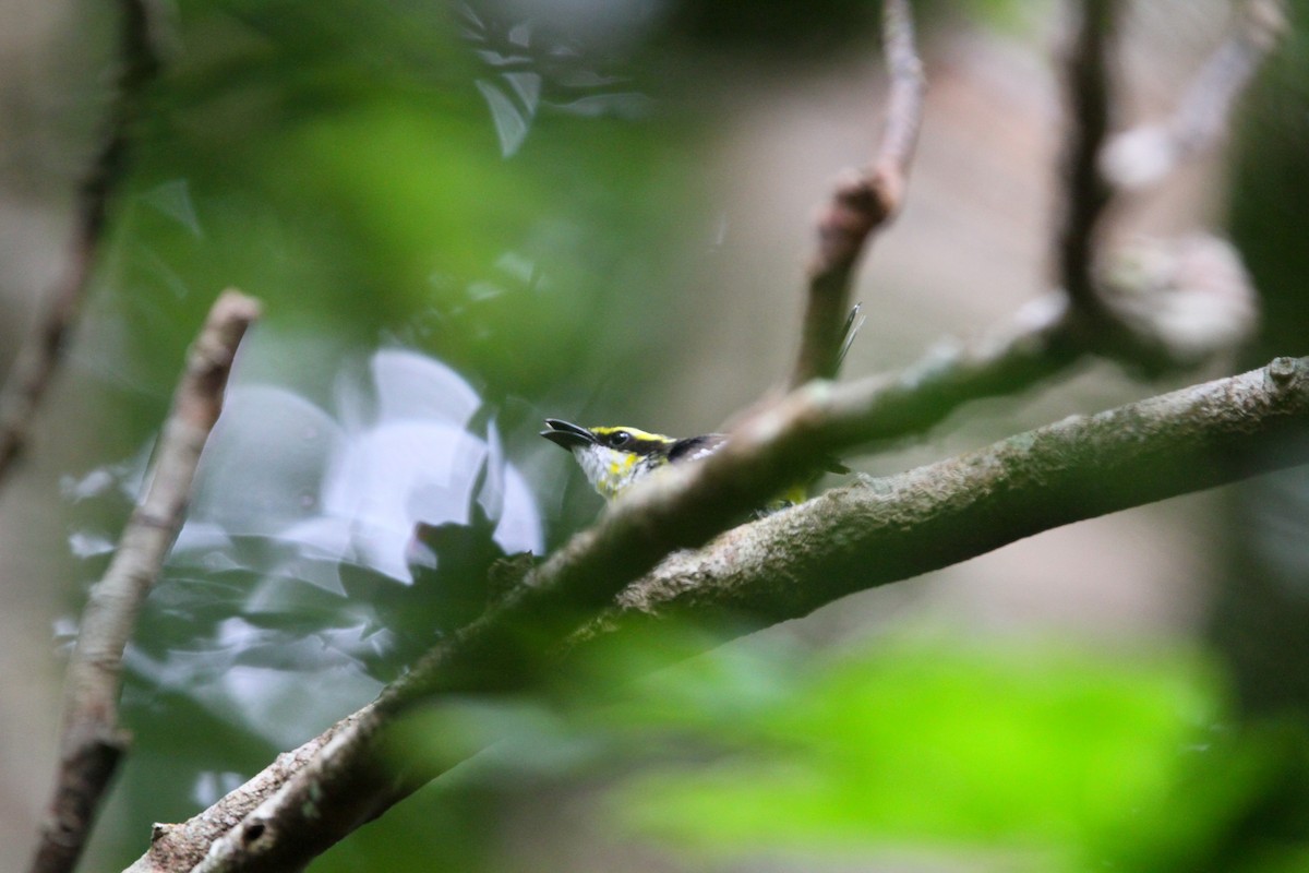 Yellow-breasted Boatbill - ML612106164