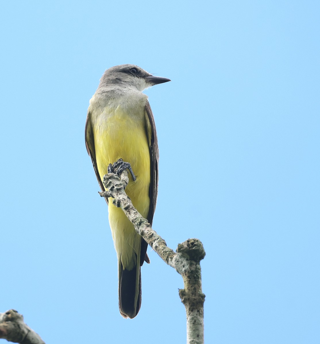 Western Kingbird - ML612106285