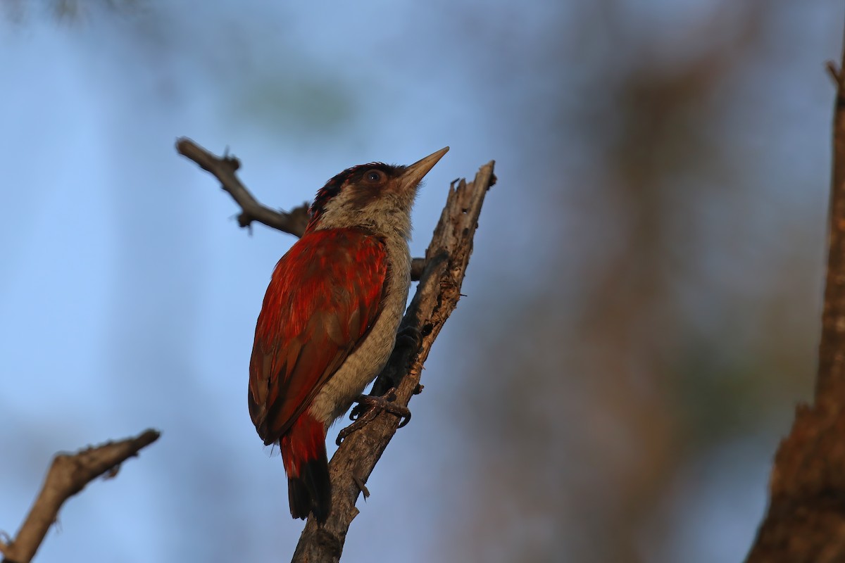 Scarlet-backed Woodpecker - Greg Scyphers