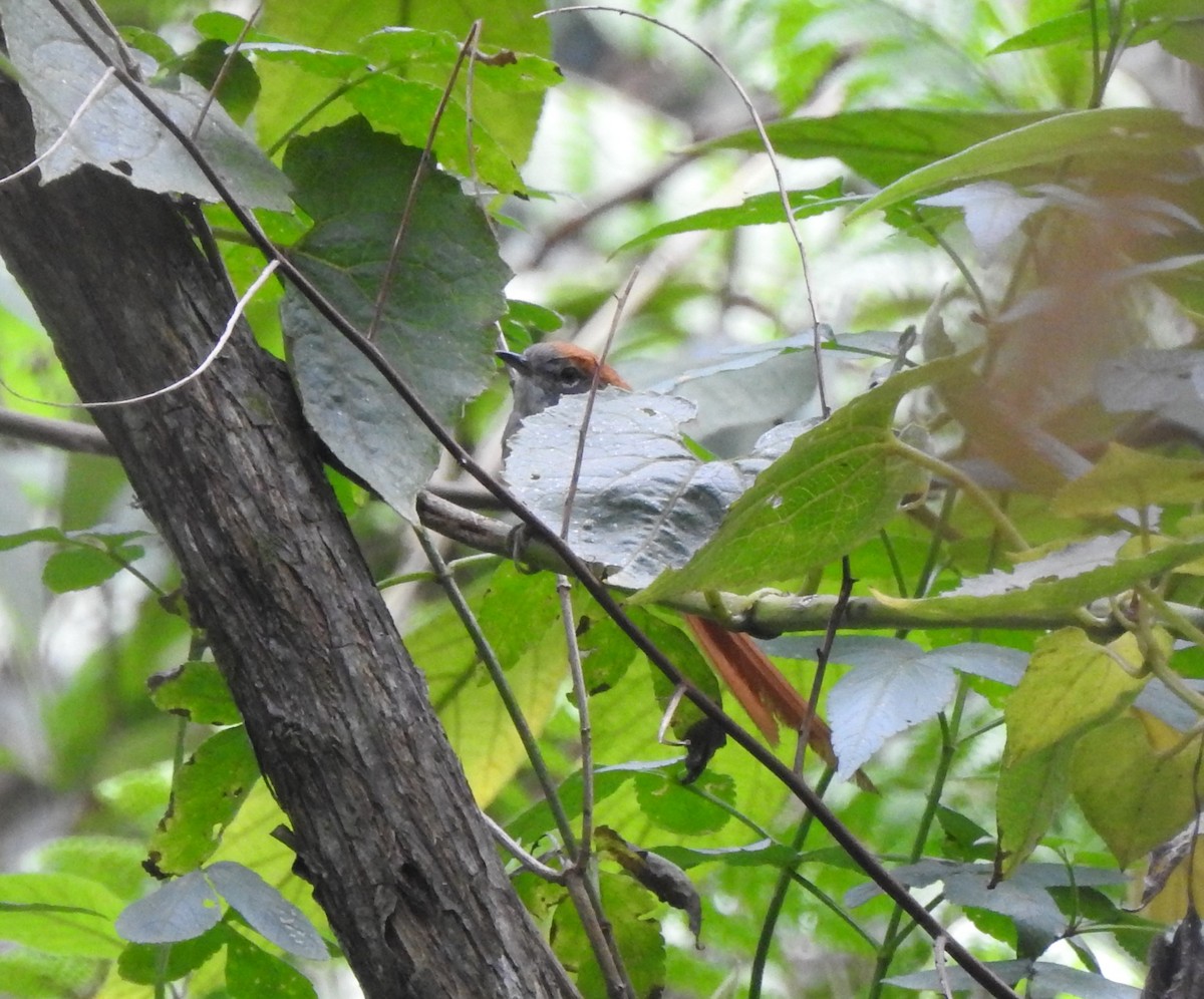 Azara's Spinetail - ML612106307