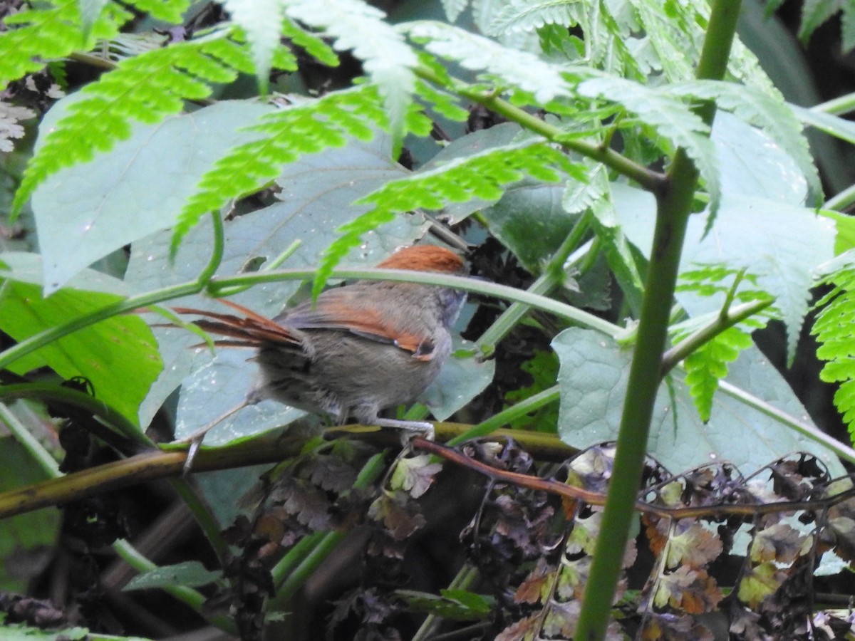 Azara's Spinetail - ML612106308