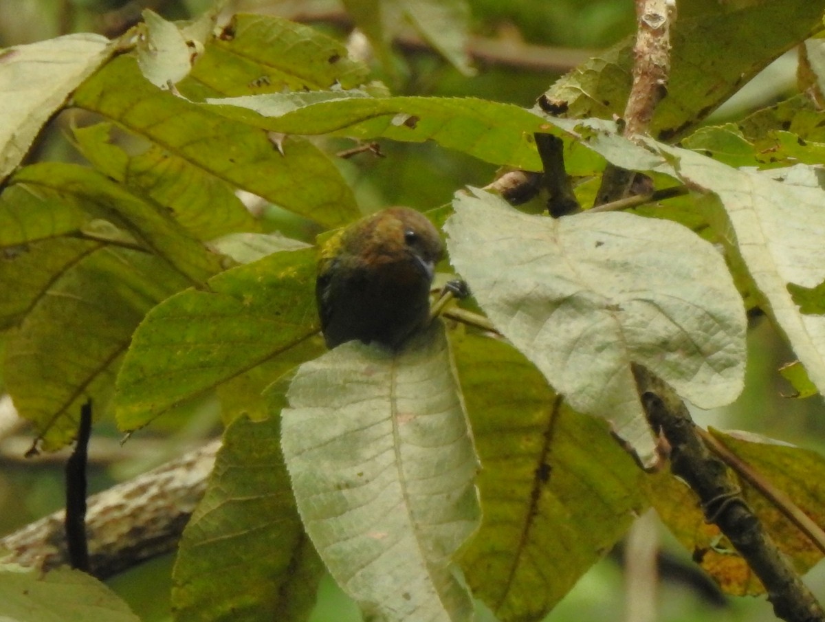 Silvery Tanager - ML612106382