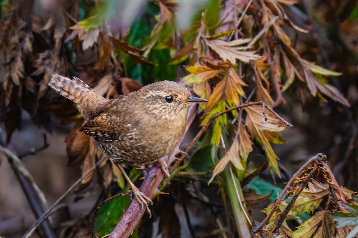 Pacific Wren - Jim Merritt