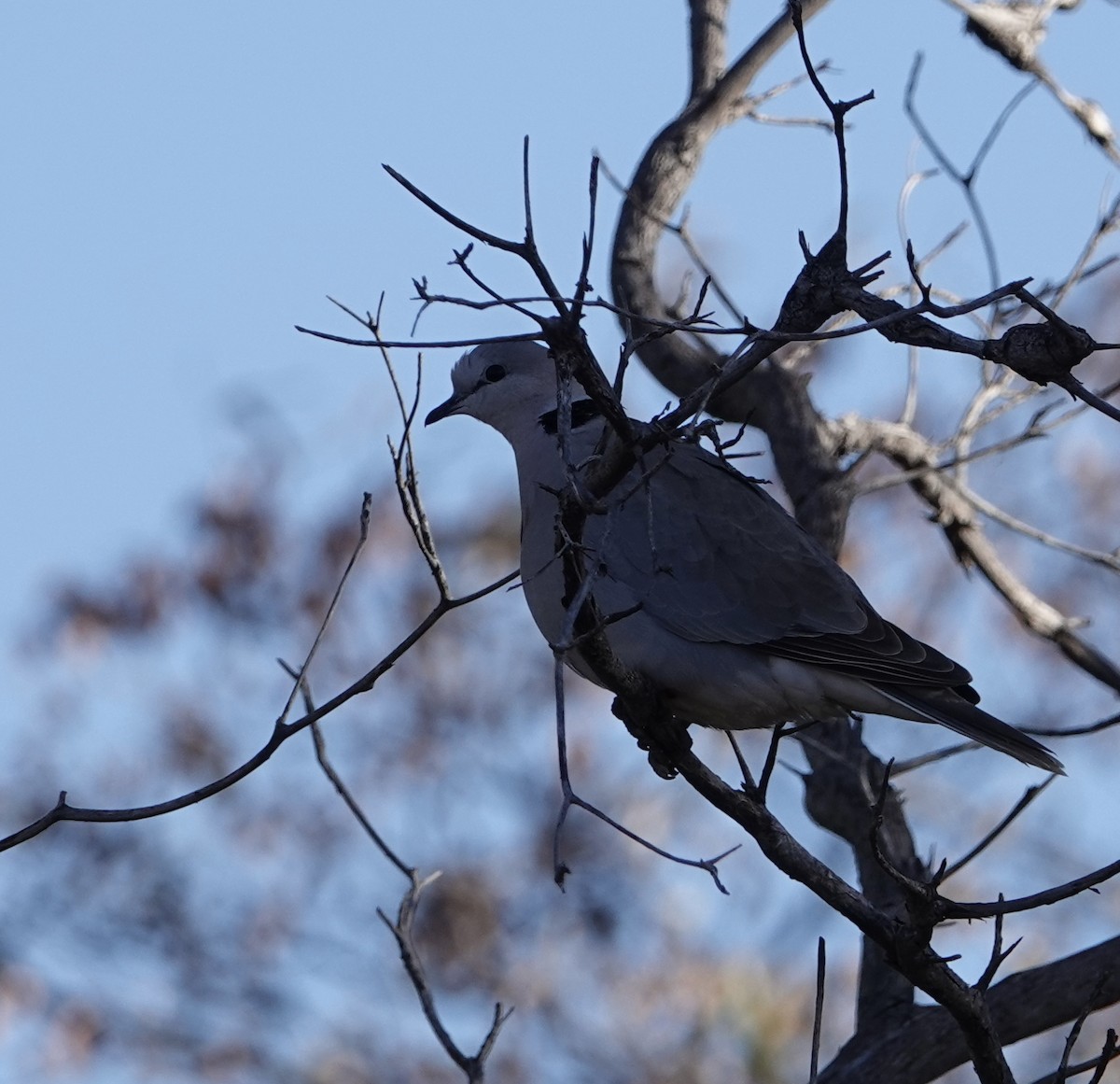 Ring-necked Dove - ML612106440