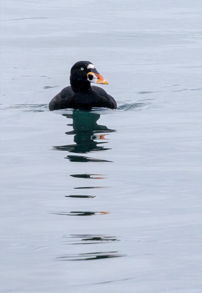 Surf Scoter - ML612106523