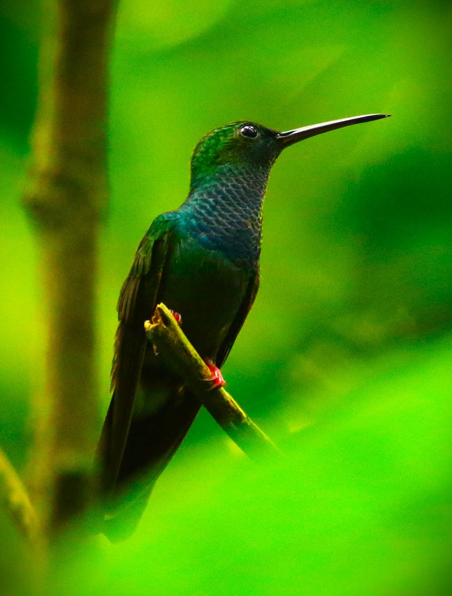 Rufous-tailed Hummingbird (Rufous-tailed) - ML612106639