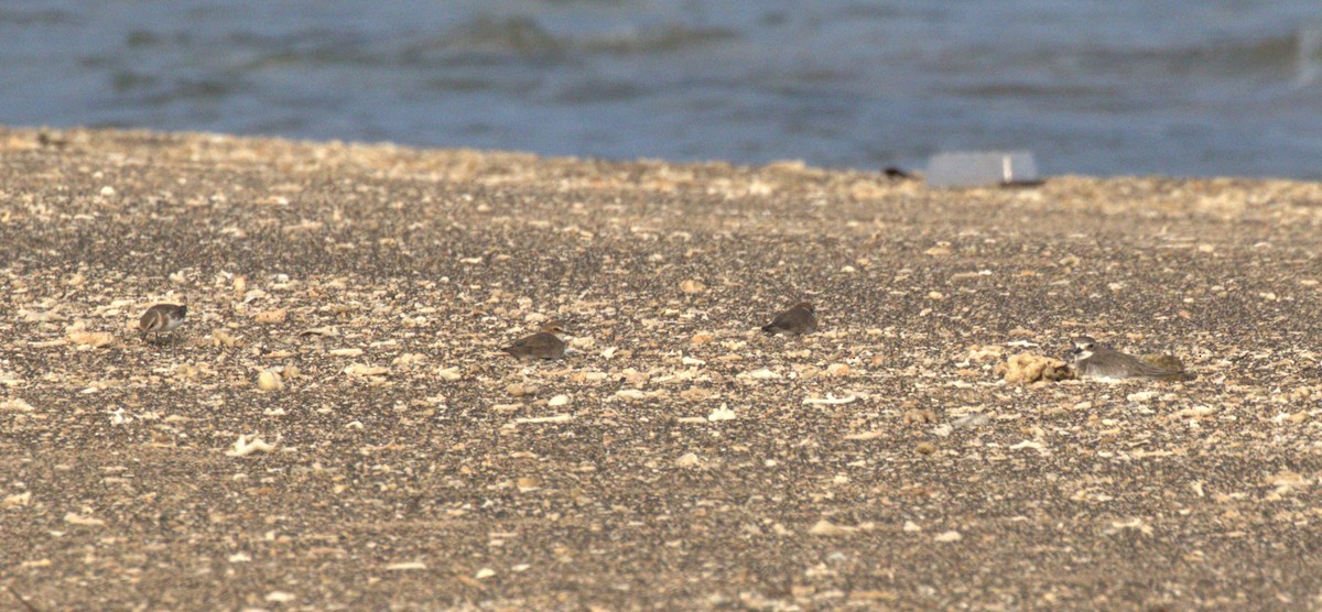 Siberian/Tibetan Sand-Plover - ML612106667