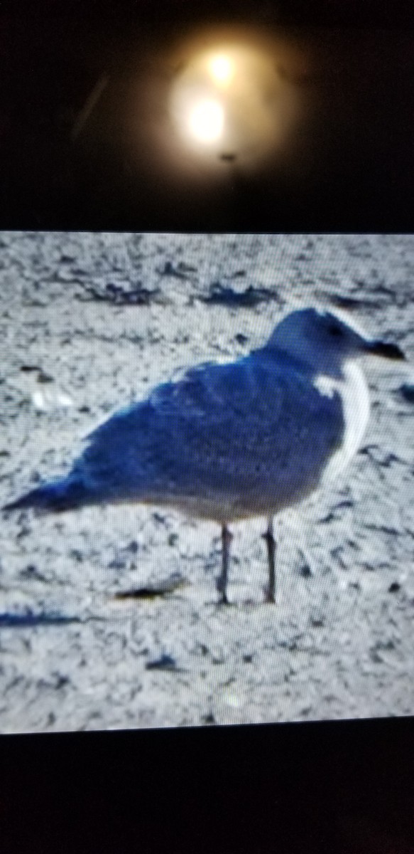 Glaucous-winged Gull - ML612106718