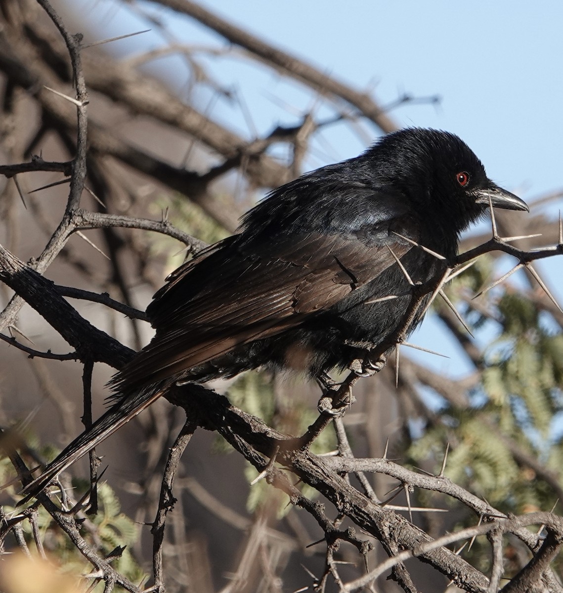 drongo africký - ML612106809