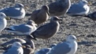 Iceland Gull (Thayer's) - ML612106864