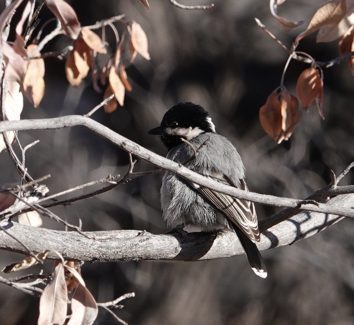 Ashy Tit - ML612106872