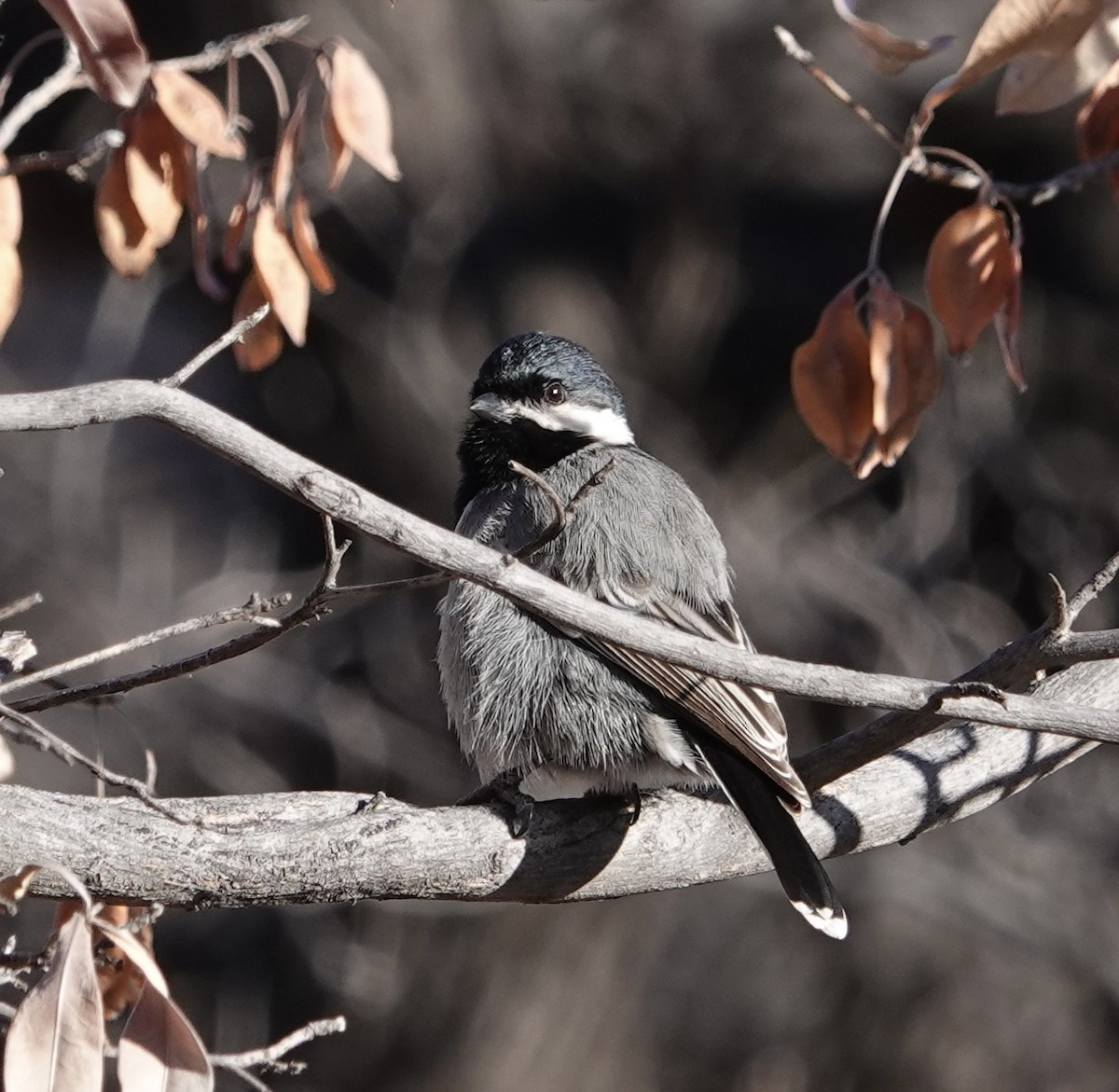 Ashy Tit - ML612106873