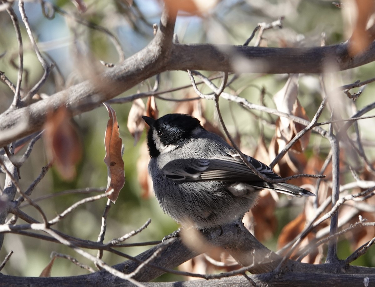 Ashy Tit - ML612106874