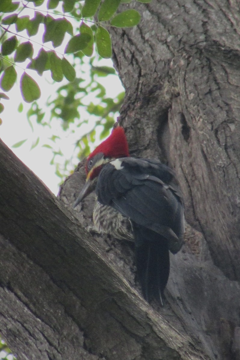 Lineated Woodpecker - ML612106878