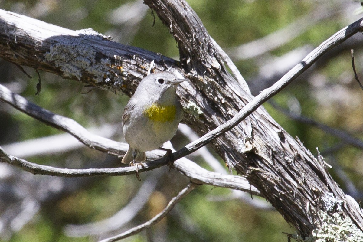 Virginia's Warbler - ML612106892