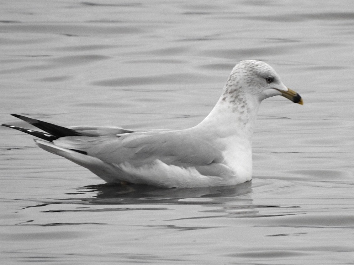 Ring-billed Gull - ML612106961