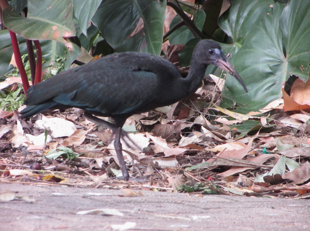 ibis tmavý - ML612106977