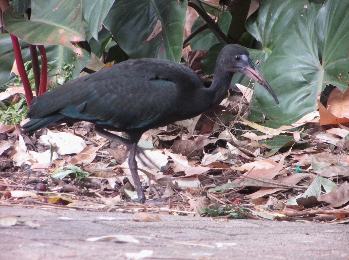 Ibis à face nue - ML612106977