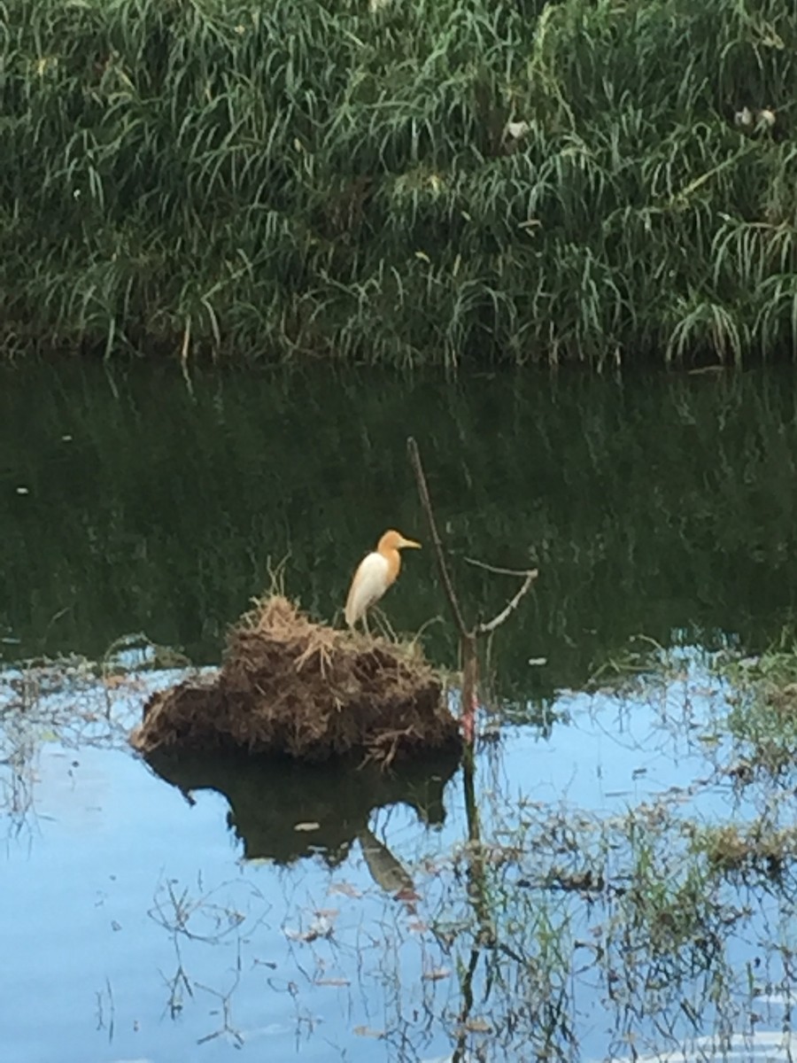 Eastern Cattle Egret - Jocelyn K