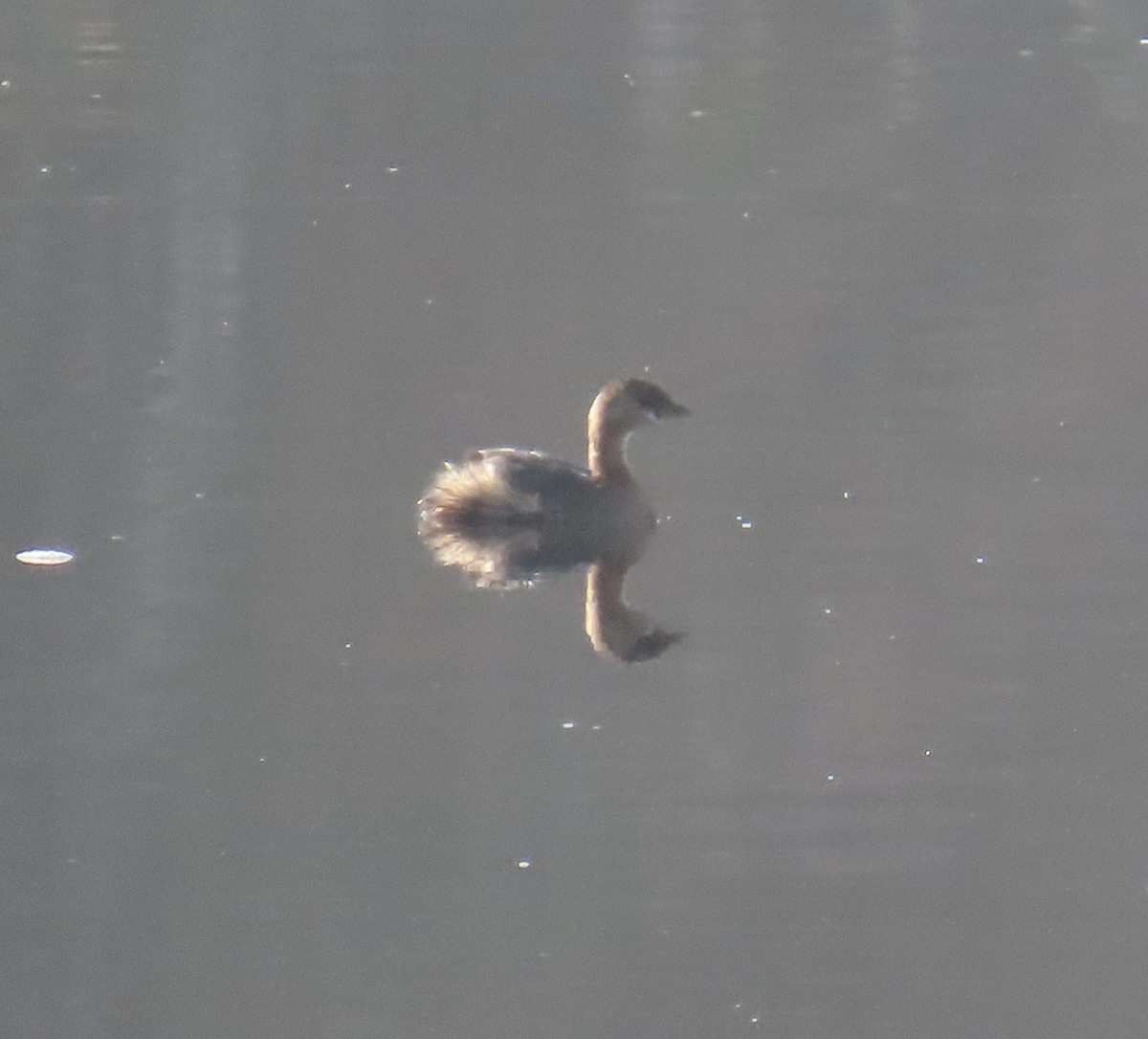 Pied-billed Grebe - ML612107089