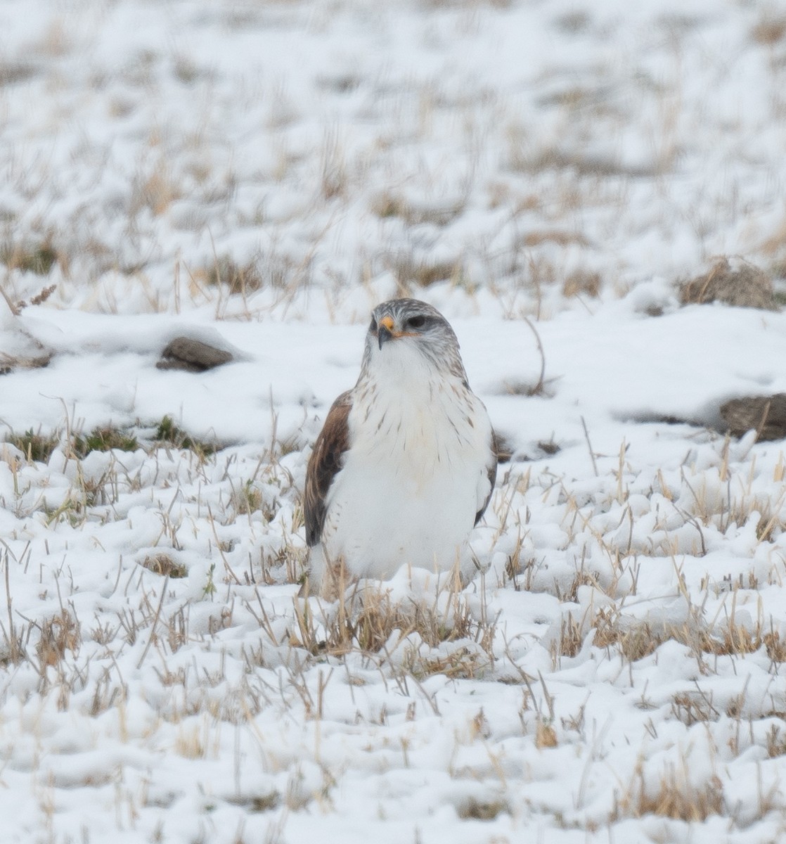 Königsbussard - ML612107184