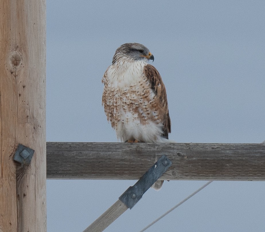 Ferruginous Hawk - ML612107219