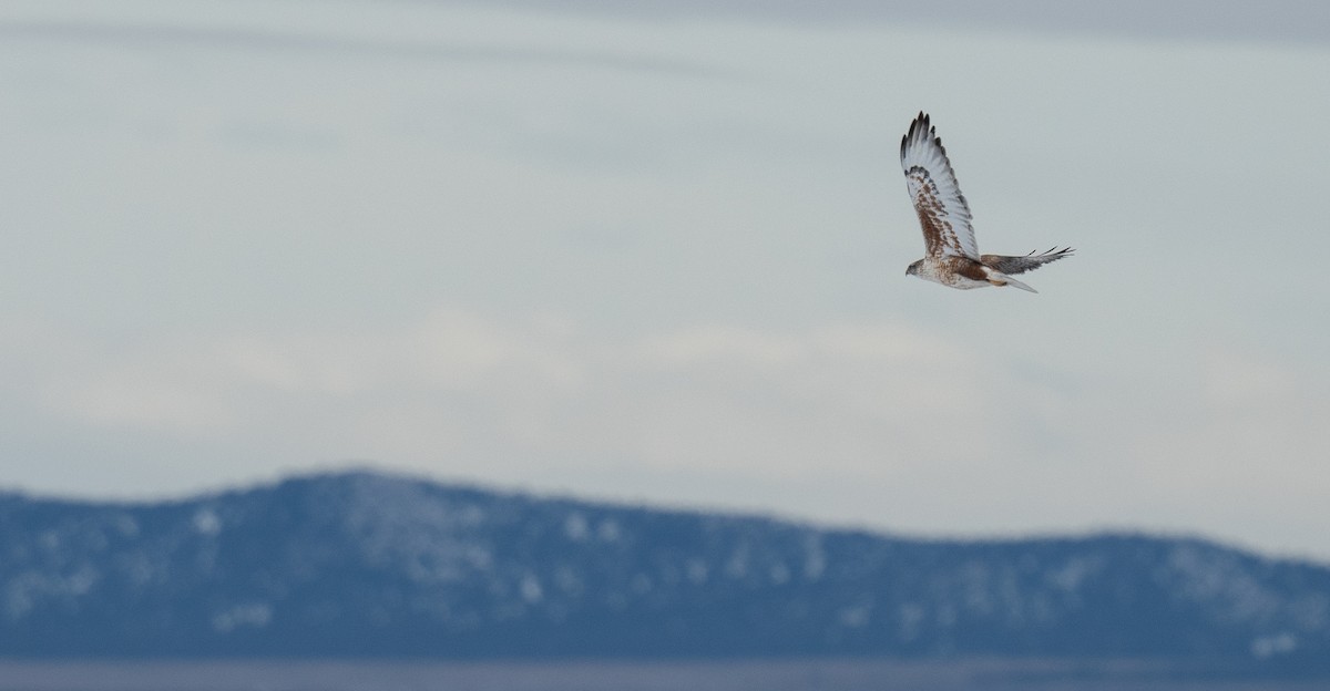 Ferruginous Hawk - ML612107220