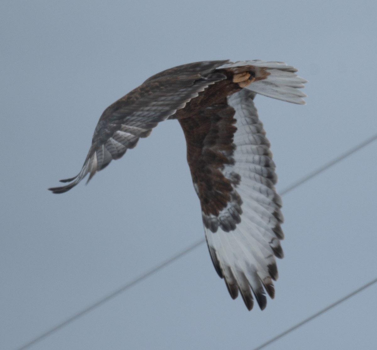 Königsbussard - ML612107222