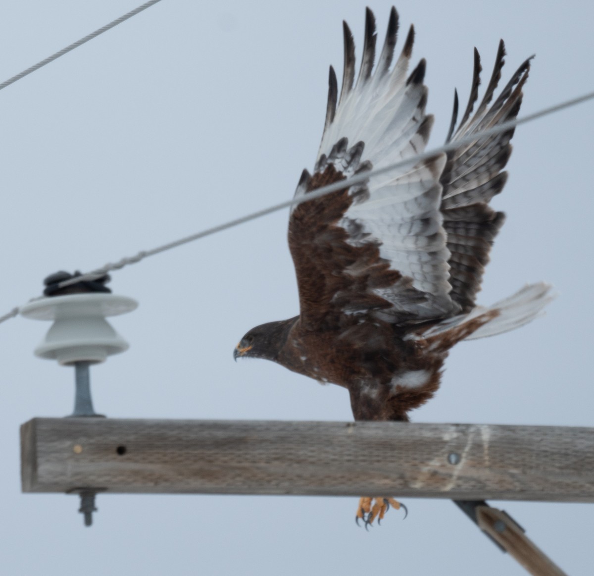 Ferruginous Hawk - ML612107223