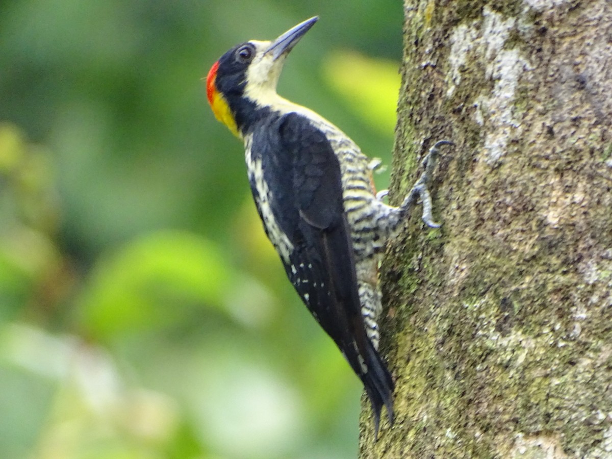 Beautiful Woodpecker - Felipe Cardona Toro