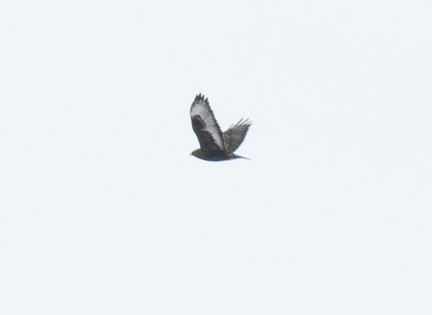 Rough-legged Hawk - ML612107327