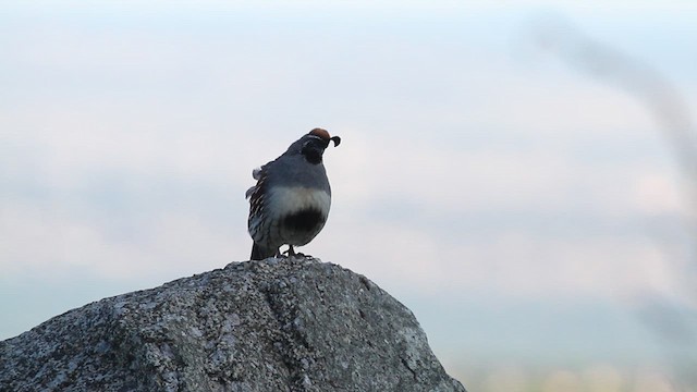 ズアカカンムリウズラ - ML612107425