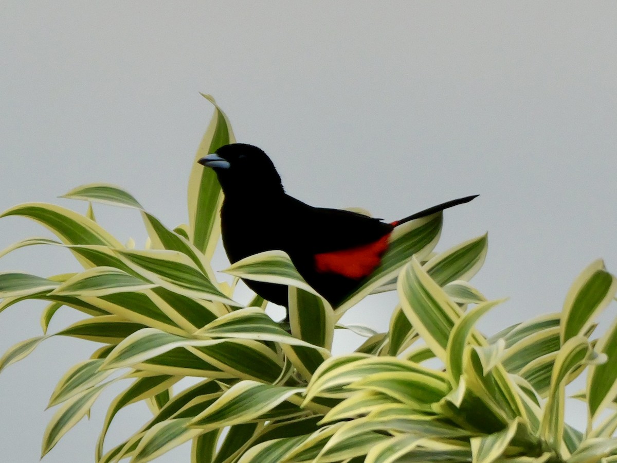 Scarlet-rumped Tanager - ML612107467