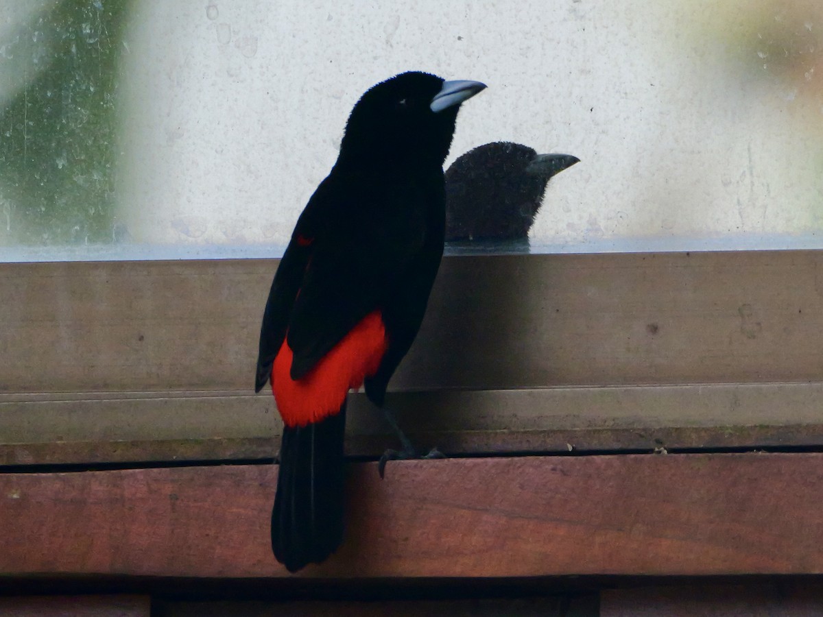 Scarlet-rumped Tanager - ML612107468